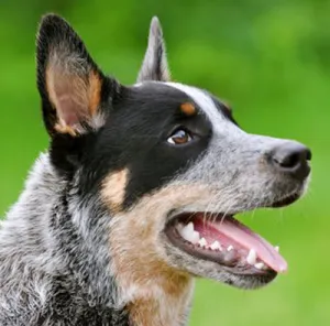 Ausztrál csonka farok Szarvasmarha Dog (ausztrál csonka farok szarvasmarha kutya), vagy