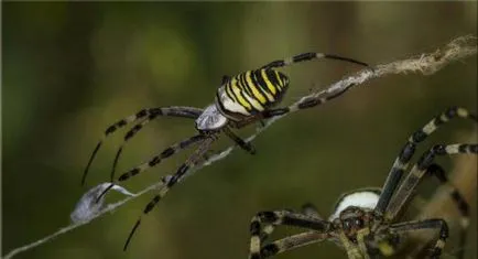 Argiope Bruennichi отровни или не