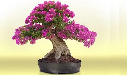 Azalea Bonsai Care