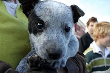 Австралийско късоопашато пастирско куче, за приятел