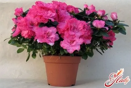 Azalea листа падат, какво да правя