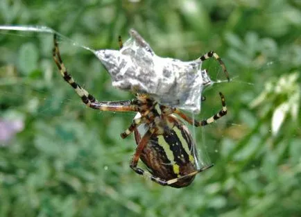 ARGIOPE BRUENNICHI otrăvitoare sau nu