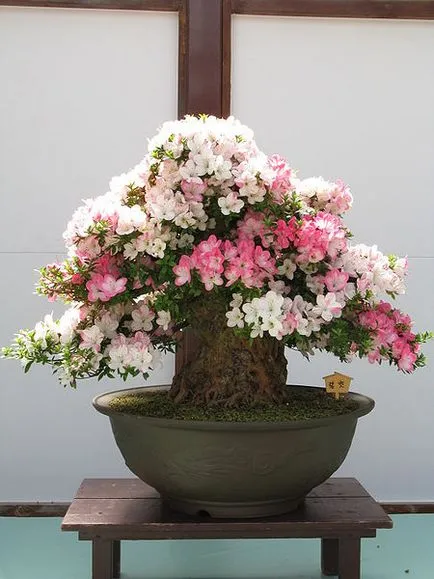 Azálea (Rhododendron sp