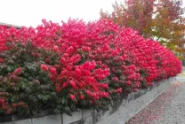 Orsó faültetés és gondozás a kertben, szabadban, Fortune, japán, groundcover, mérgező, a