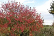 plantarea de copaci arbore și de îngrijire în grădină, în aer liber, Fortune, japoneză, groundcover, otrăvitoare, în