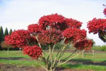 plantarea de copaci arbore și de îngrijire în grădină, în aer liber, Fortune, japoneză, groundcover, otrăvitoare, în