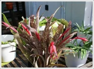 Billbergia увиснали грижи у дома