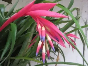 Billbergia увиснали грижи у дома