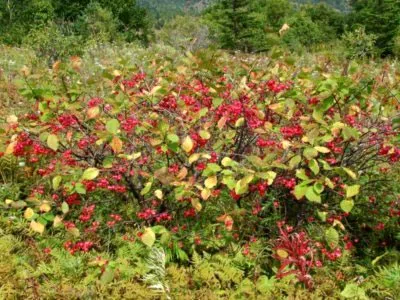 Чашкодрен засаждане и грижи в открито поле размножаване чрез резници