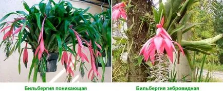 Billbergia - грижи в дома, преместване и възпроизводството