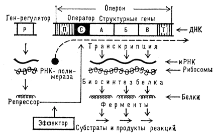 біологічний словник
