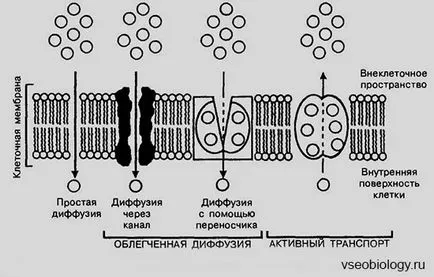 Біологія для студентів - 06