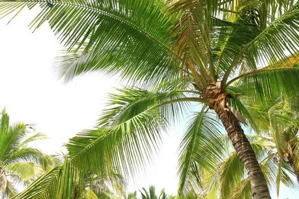 Belmopan, Belize - vacanta, meteo, recenzii, fotografii