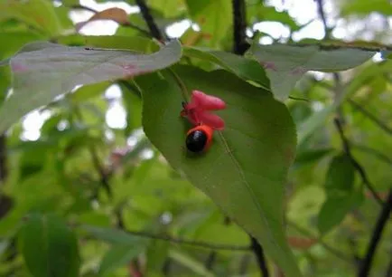 plantarea de copaci arbore și de îngrijire în grădină, în aer liber, Fortune, japoneză, groundcover, otrăvitoare, în