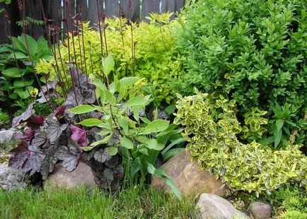 Orsó faültetés és gondozás a kertben, szabadban, Fortune, japán, groundcover, mérgező, a