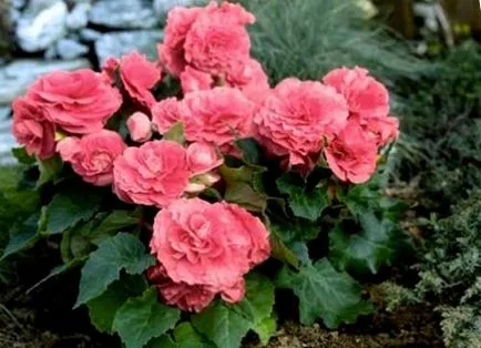 Begonia gumó otthoni gondozást