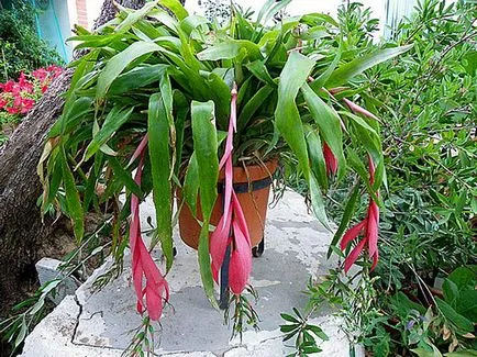 Billbergia грижи в дома, на видовете растения и снимки