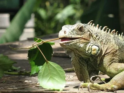 Belmopan, Belize - ünnep, időjárás, vélemények, fotók