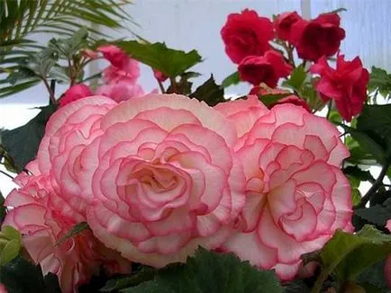 Begonia gumó otthoni gondozást