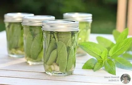 Маринований горошок в домашніх умовах - рецепти (горошок) Маринований горошок в домашніх умовах - рецепти