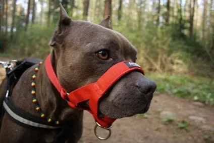 Робимо вихованцеві зручний недоуздок - dogcollar - амуніція і аксесуари для собак