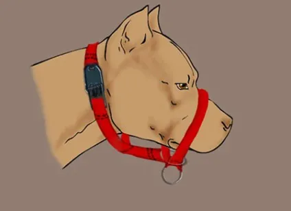 Робимо вихованцеві зручний недоуздок - dogcollar - амуніція і аксесуари для собак