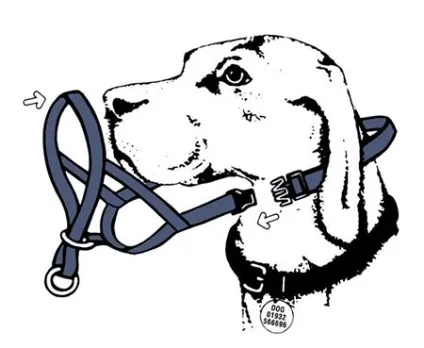 Робимо вихованцеві зручний недоуздок - dogcollar - амуніція і аксесуари для собак