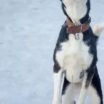 Bonnie már nincs velünk - zoozaschita Alap