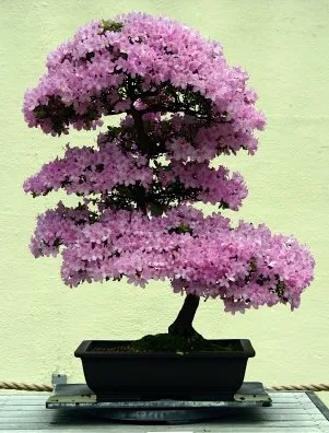 Bonsai azalee (azalee) (azalee (Rhododendron simsii))