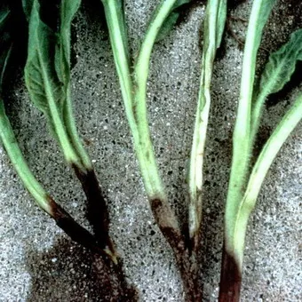 Заболявания на корените на растенията и кореново гниене корени zobovatost
