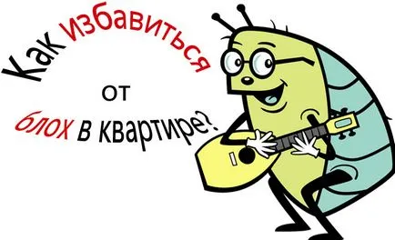 Бълхи в апартамента изглеждат като бълхи, тъй като породата, вида бълхи