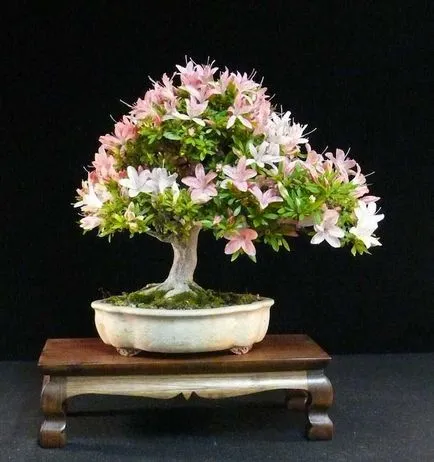 Bonsai azálea ellátás