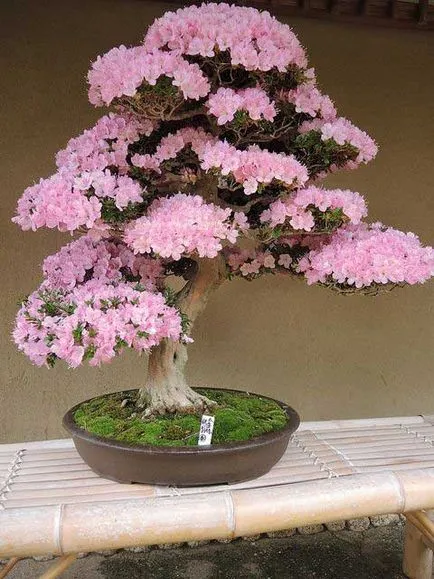 Bonsai azálea ellátás