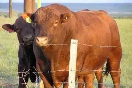 Camye hibrizi incredibil de animale