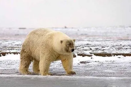 Camye невероятни животински хибриди