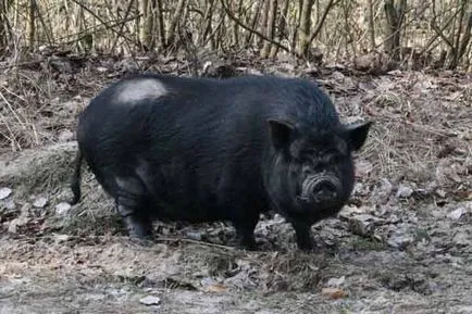 Camye hibrizi incredibil de animale