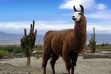 Camye hibrizi incredibil de animale