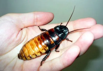Какво се страхуват от огромни хлебарки се отървете от Tarkan