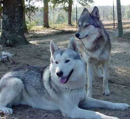 Camye hibrizi incredibil de animale