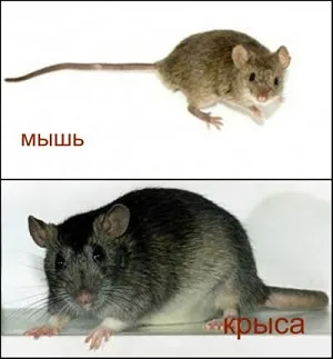 Ceea ce este diferit de șobolan mouse-ul cum să distingă aspectul de Pasyuk, mouse-ul, pentru copii