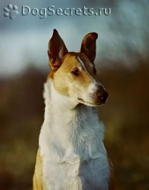 A mosás fül kutya heppidogs