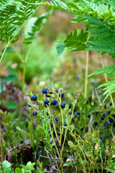 Blueberry Menny vagy bárhova növekvő áfonya