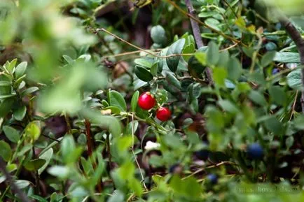 Blueberry Menny vagy bárhova növekvő áfonya