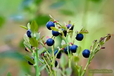 Blueberry Heaven sau afine oriunde în creștere