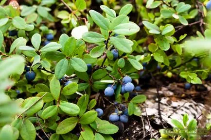 Blueberry Menny vagy bárhova növekvő áfonya