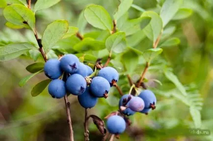 Blueberry Menny vagy bárhova növekvő áfonya