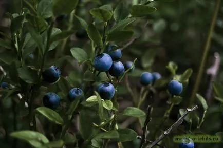 Blueberry Heaven sau afine oriunde în creștere