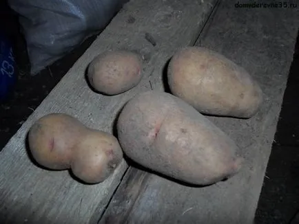 За да се отглеждат картофи