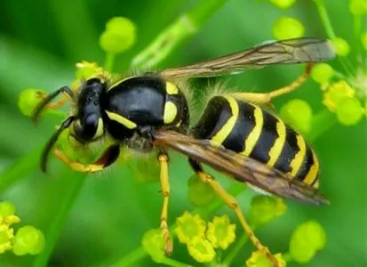 Ce să fac dacă mușcat de un viespe, primul ajutor la o intepatura viespe