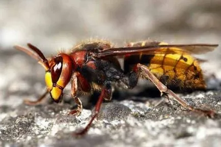 Ce să fac dacă mușcat de un viespe, primul ajutor la o intepatura viespe